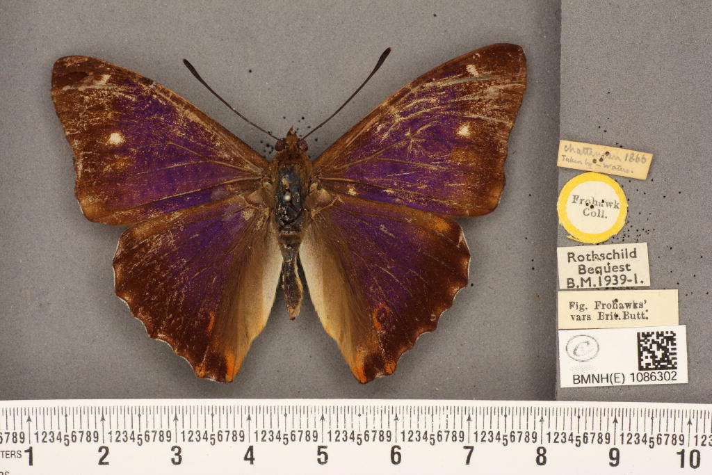 Apatura iris iole male (aberration) 05 [Internet image property of respective owner, non commercial use only]